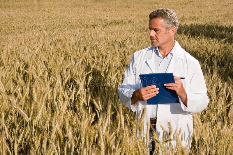 control-de-calidad-antes-de-la-cosecha-del-trigo-17100412